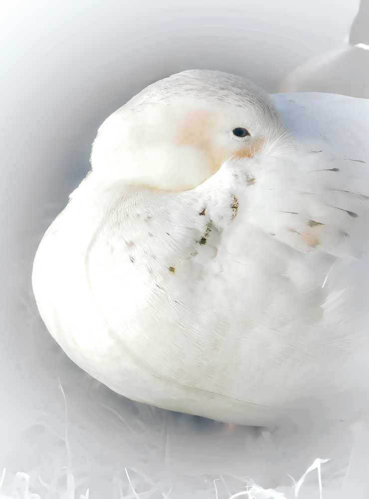 Фотография автора Michael Gault