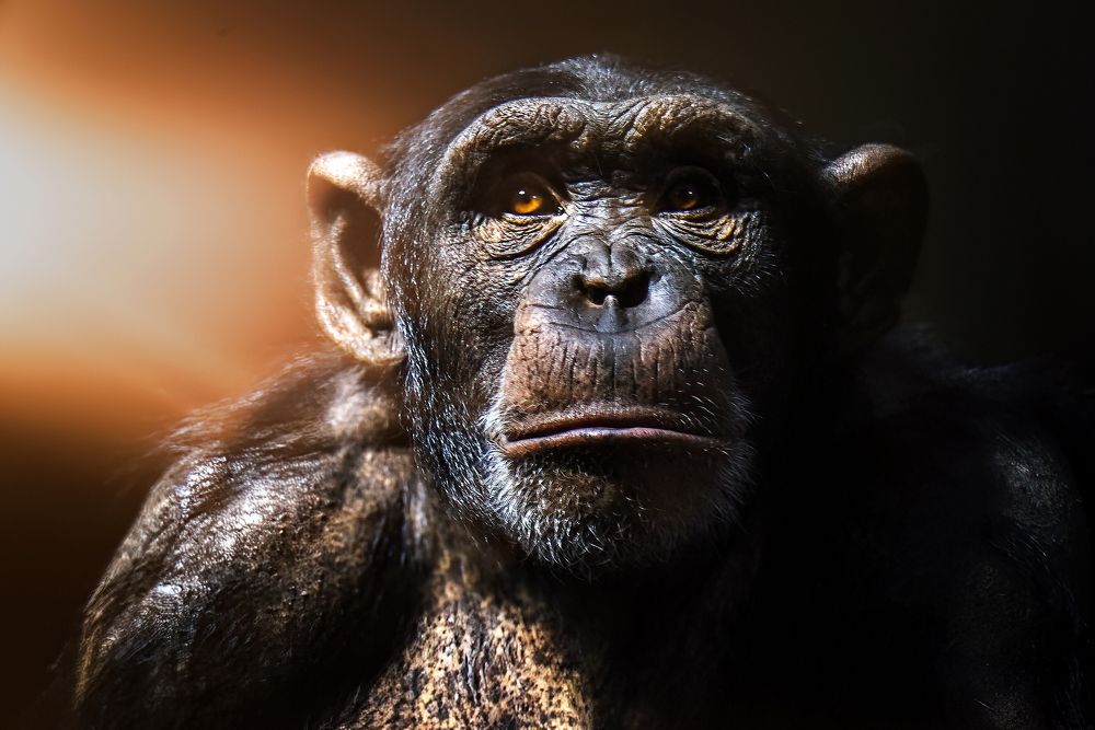 Photograph by Robert Juvet