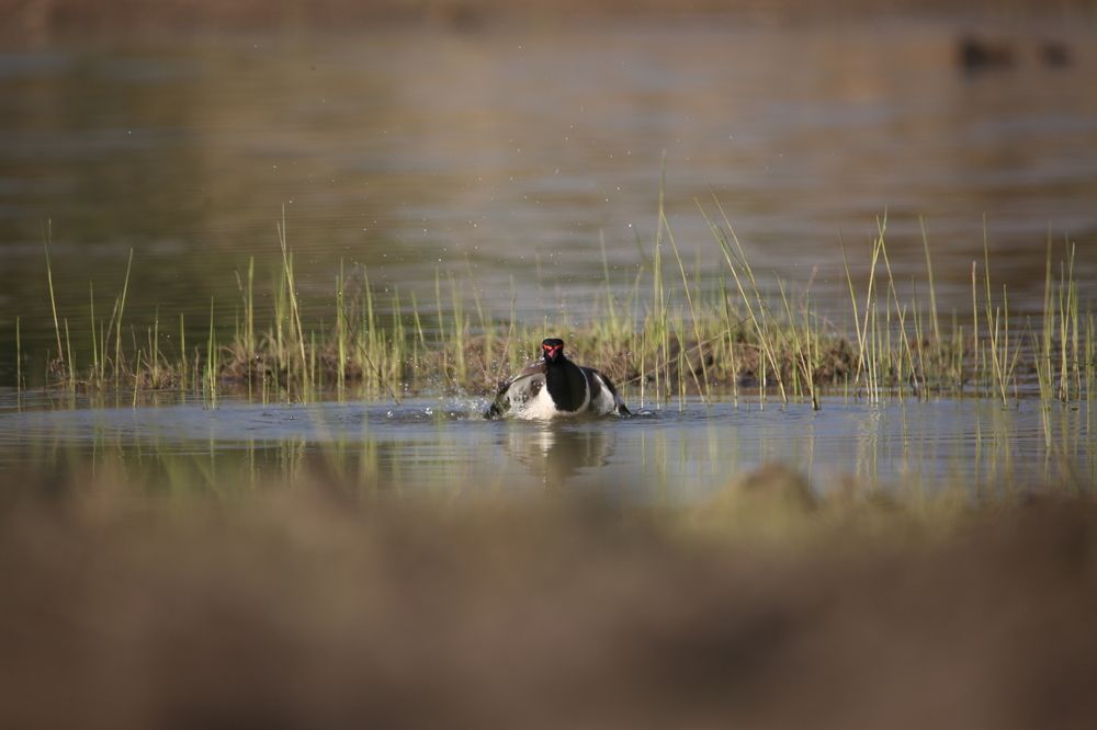 Photograph by Vinayak Sharma
