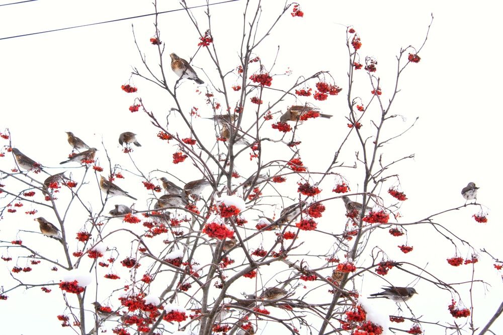 Photograph by Людмила Липаткина