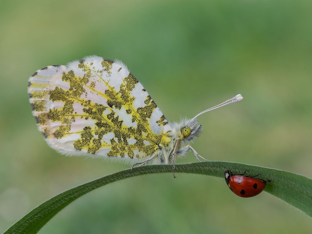 Photograph by Francesco Cassulo