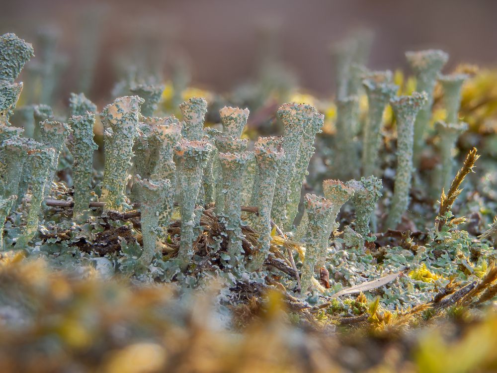 Photograph by Francesco Cassulo