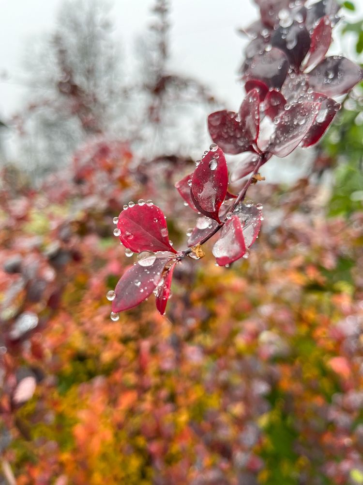 Photograph by Алина Ерехинская