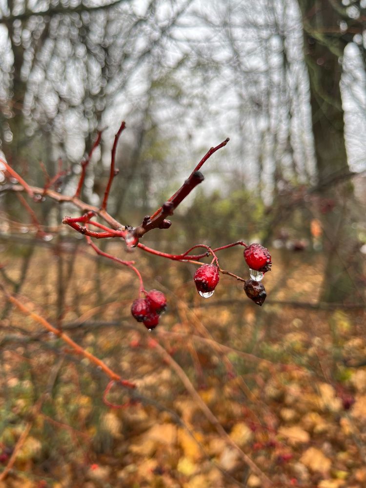 Photograph by Алина Ерехинская