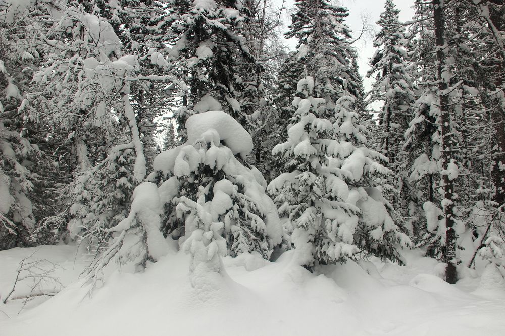 Мороз снежком укутывал, сказал не замерзай.