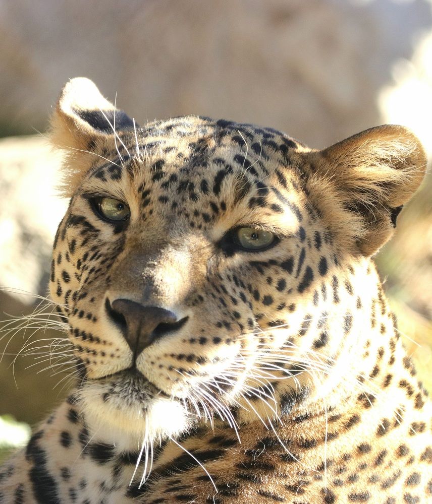 Фотография автора Amit Panchal