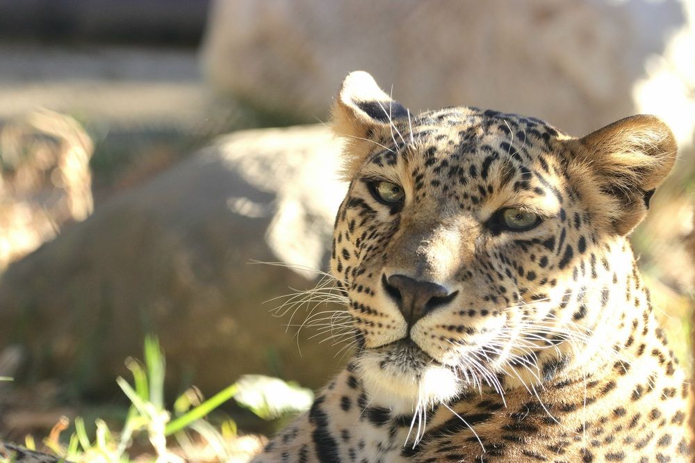 Portrait of leopard