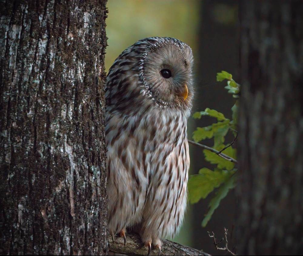 Ural owl hunting
