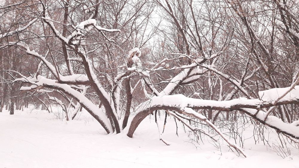 Photograph by Елена Алешкевич