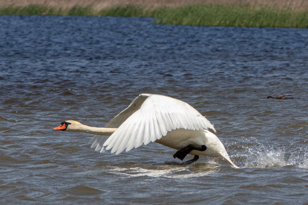 Photograph by Лапин Виталий