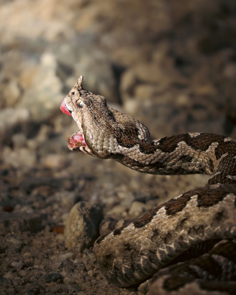 Photograph by Mihai Deaconescu