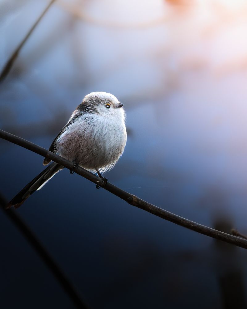 Photograph by Mihai Deaconescu