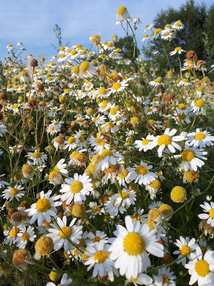 Photograph by Марина Полухина