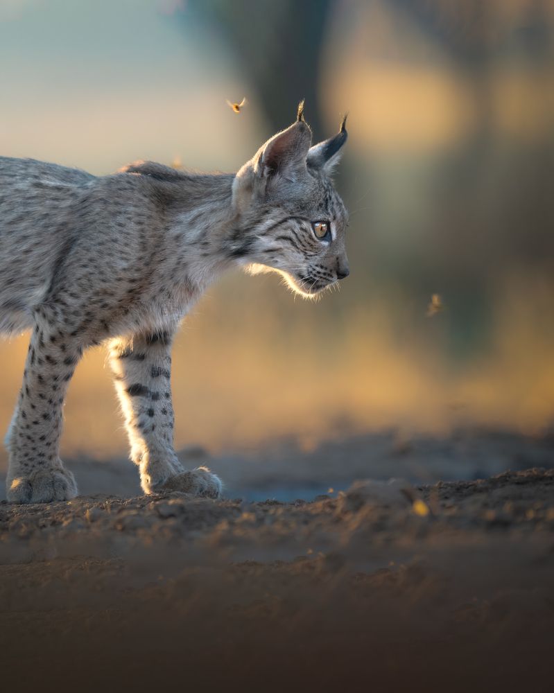 Photograph by Alexandra Surkova