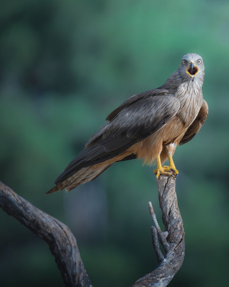 Photograph by Alexandra Surkova