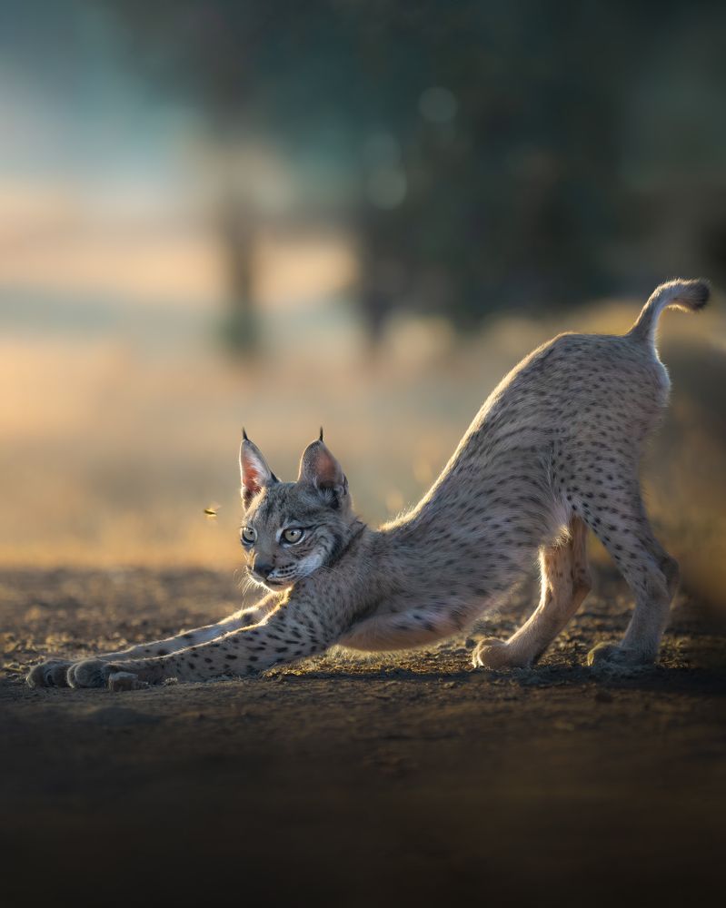 Photograph by Alexandra Surkova