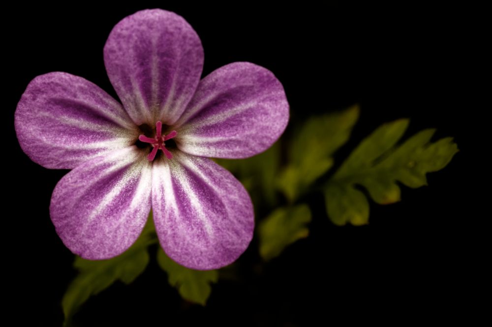 Фотография автора Jozef Mihalčin