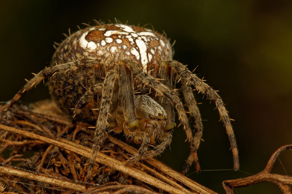 Фотография автора Jozef Mihalčin