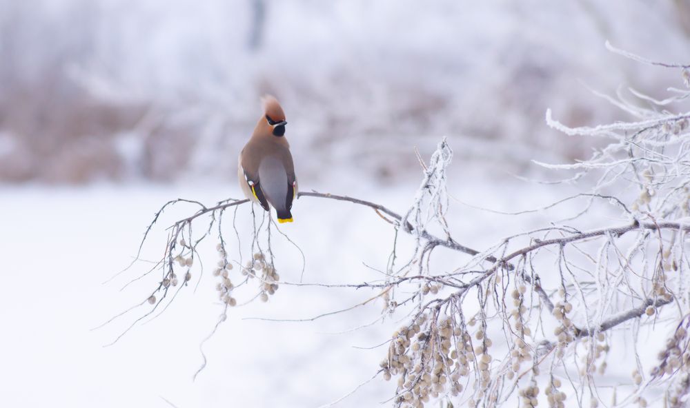 Photograph by Сергей Хранитель