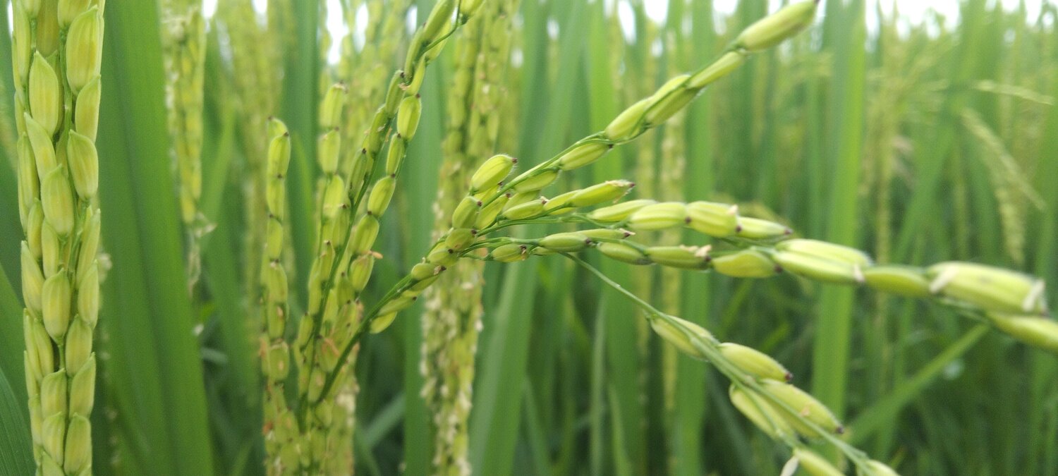 Paddy to feed the next generations