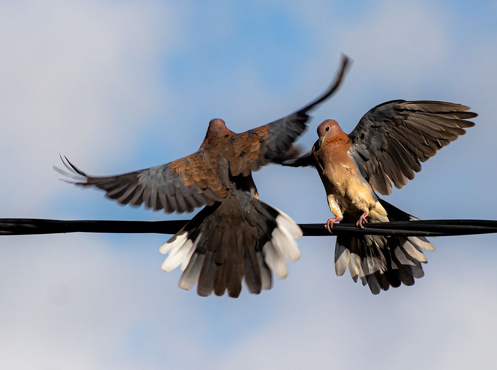 Фотография автора Rama Gheath