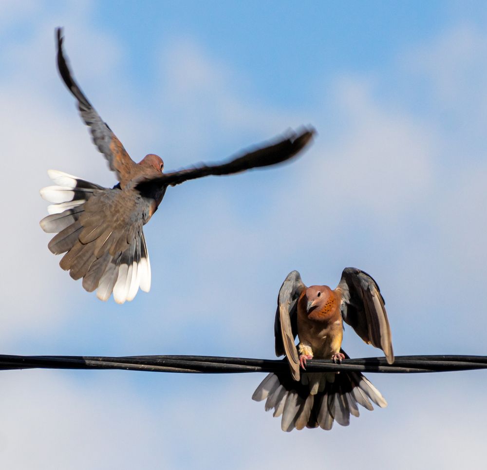 Фотография автора Rama Gheath