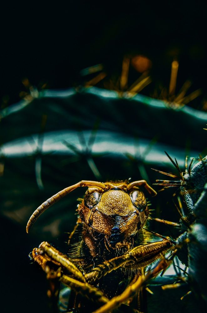 Hornet looking at you!