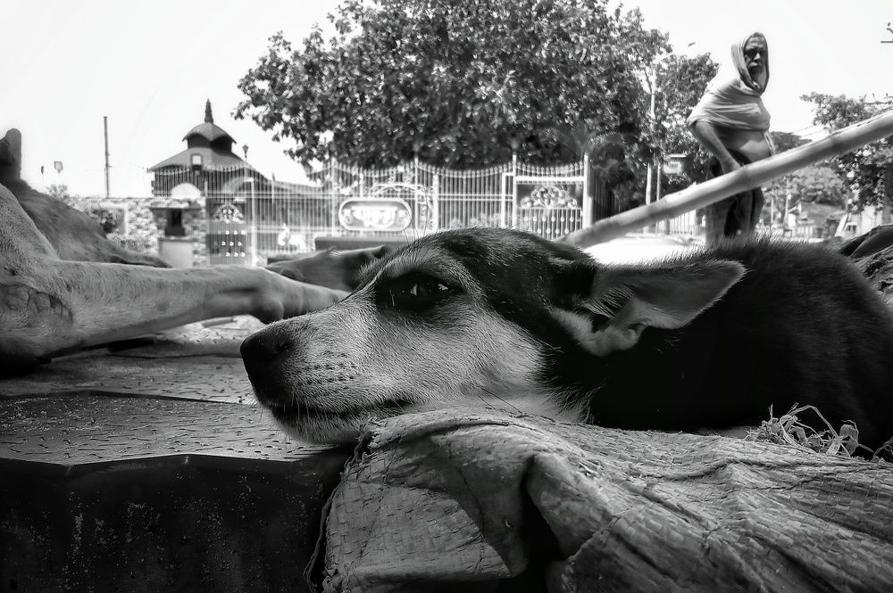 Photo #8621235