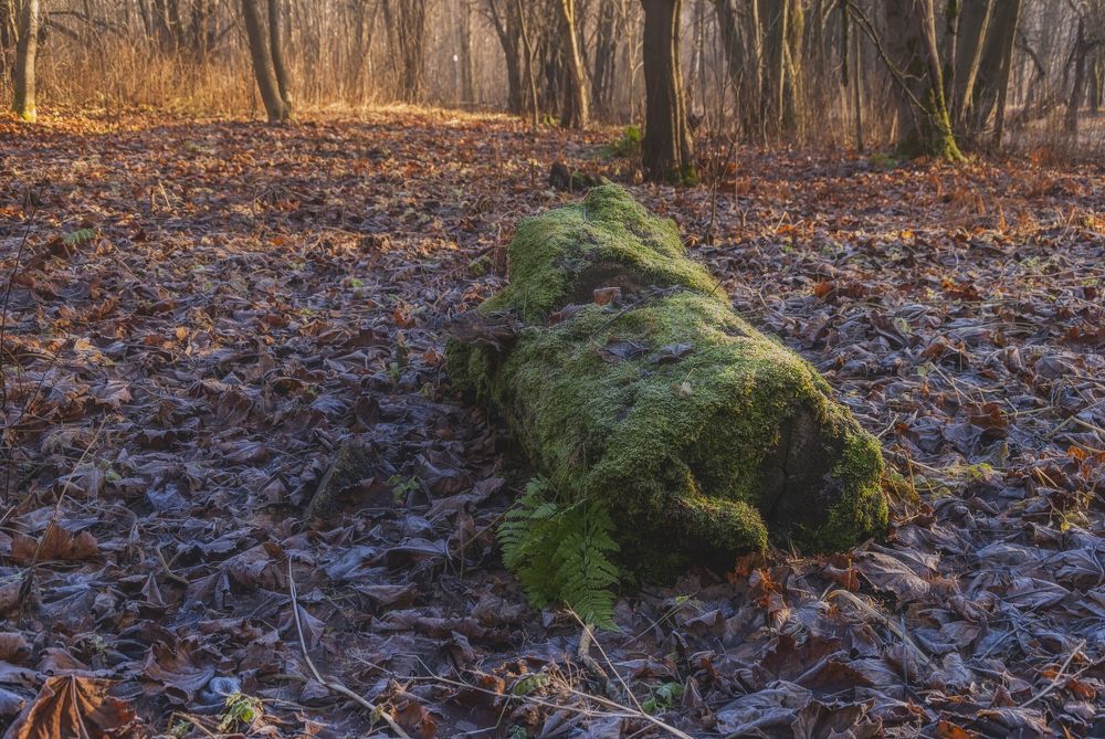 Photograph by Cергей Черныш