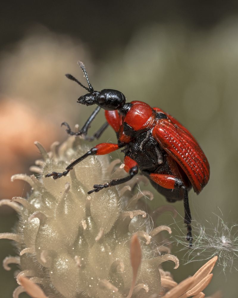 Photograph by Людмила Железнова