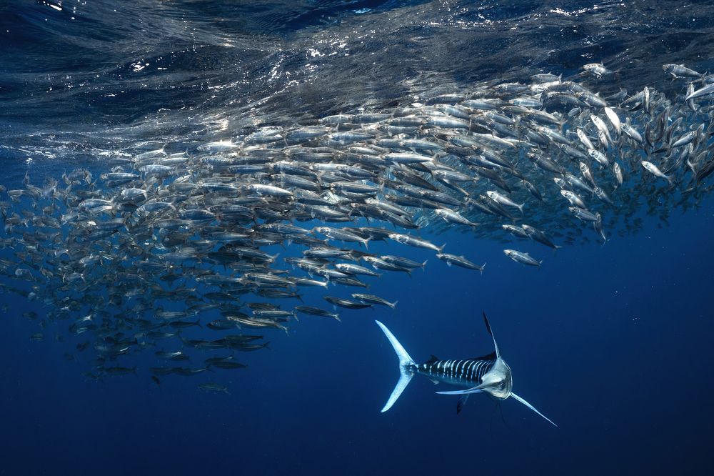 Photograph by Merche Llobera