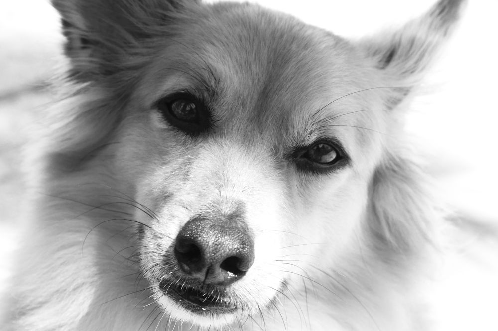 Лохматый друг - 1