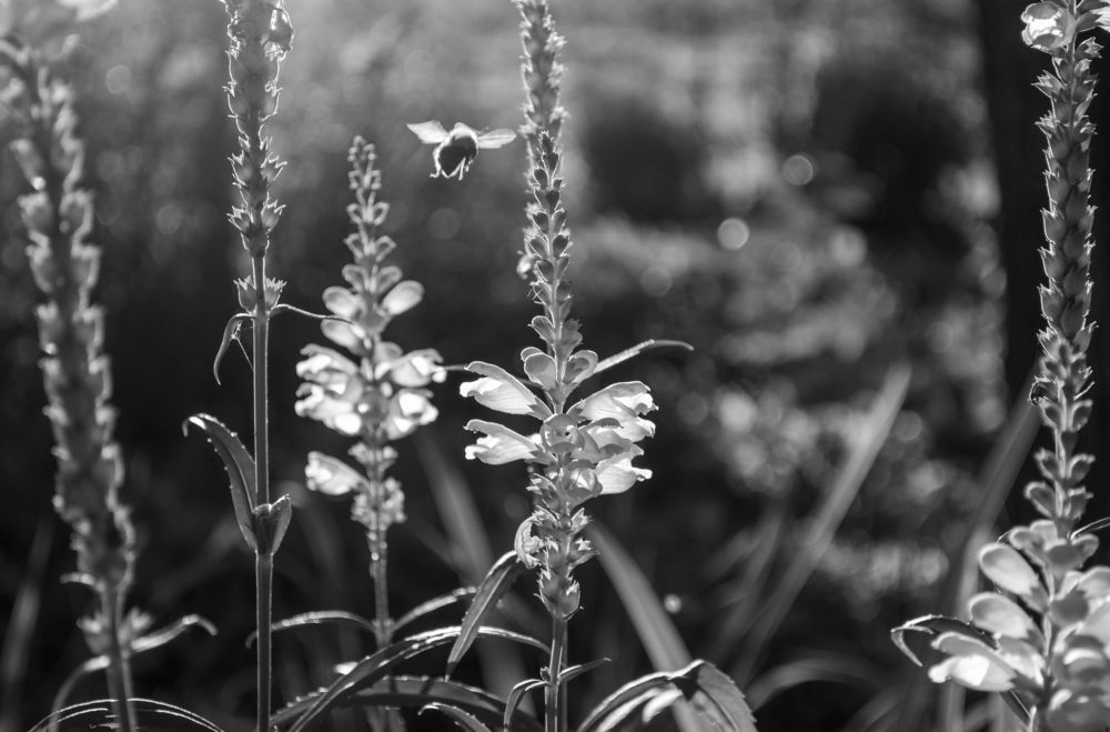 Photograph by Любовь