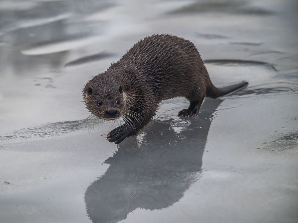 Photograph by Сергей Савчук