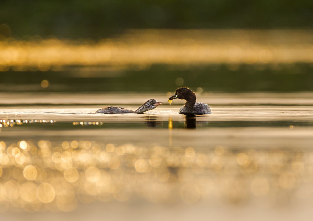 Photograph by Avijit Mondal