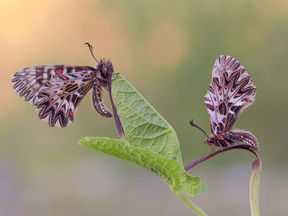 Photograph by Francesco Cassulo