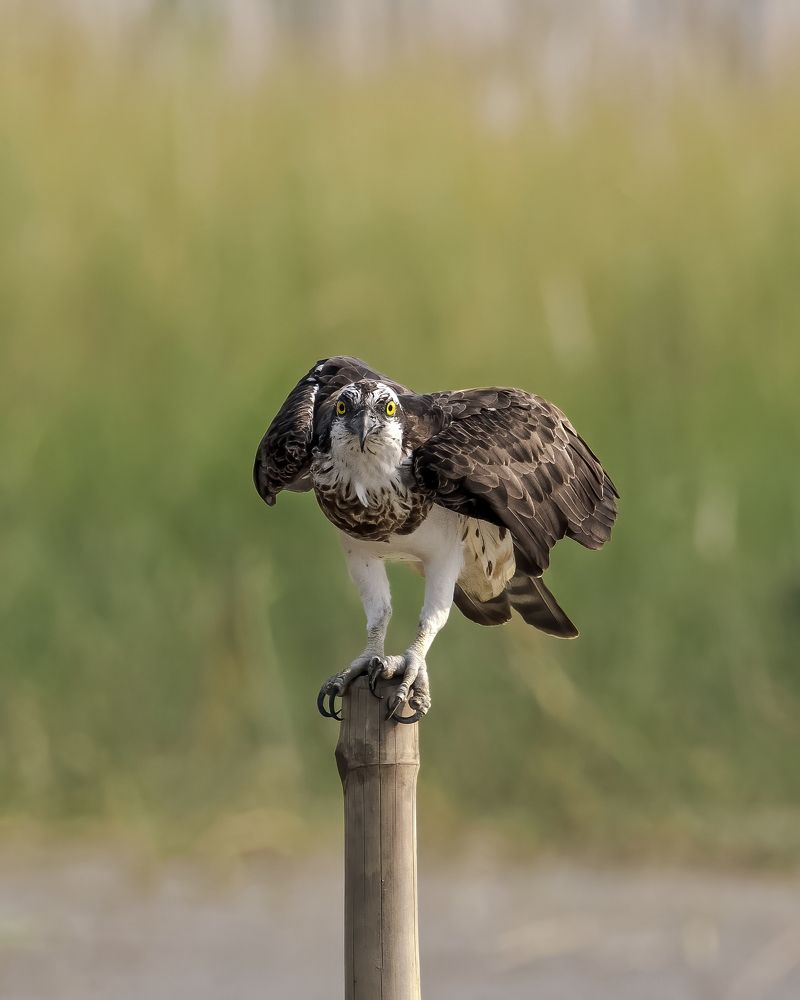 Photograph by Avijit Mondal