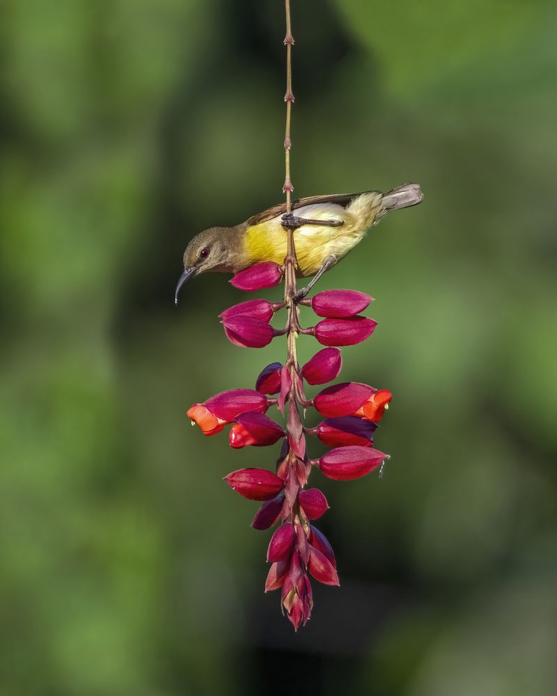 Photograph by Avijit Mondal