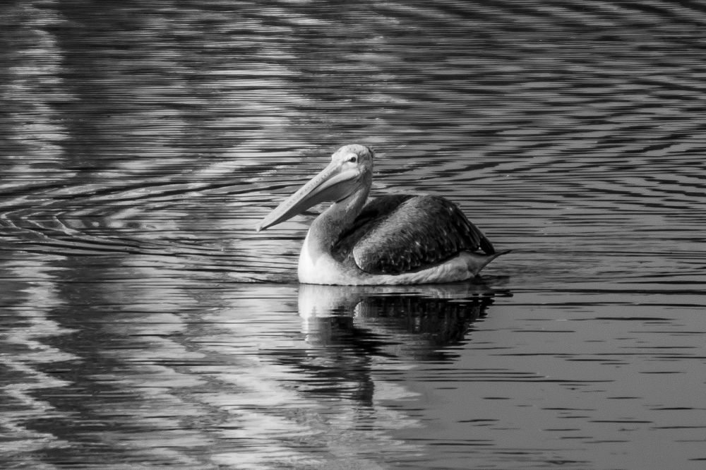 Photograph by shibin philip