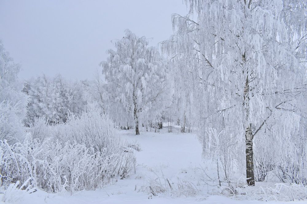 В белой пелене.