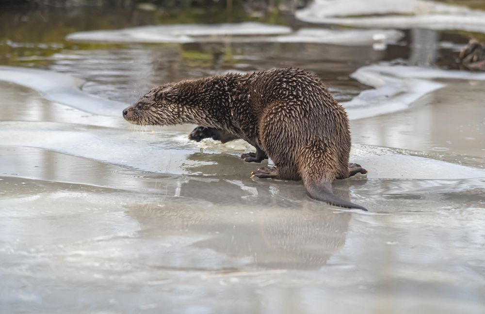 Photograph by Сергей Савчук