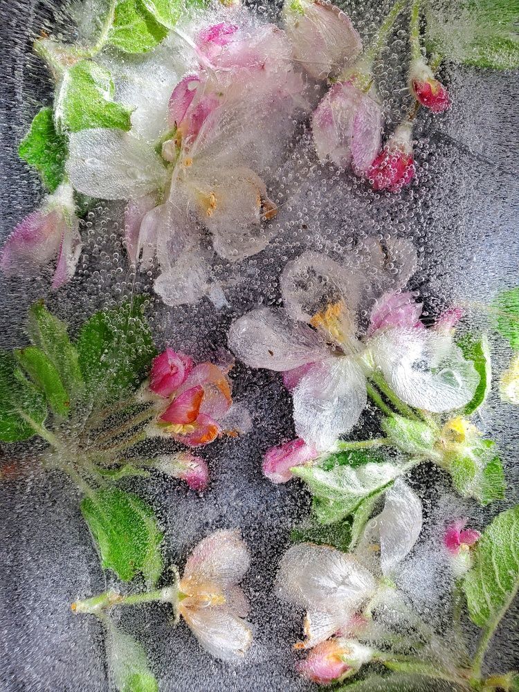 Яблоневый цвет во льду