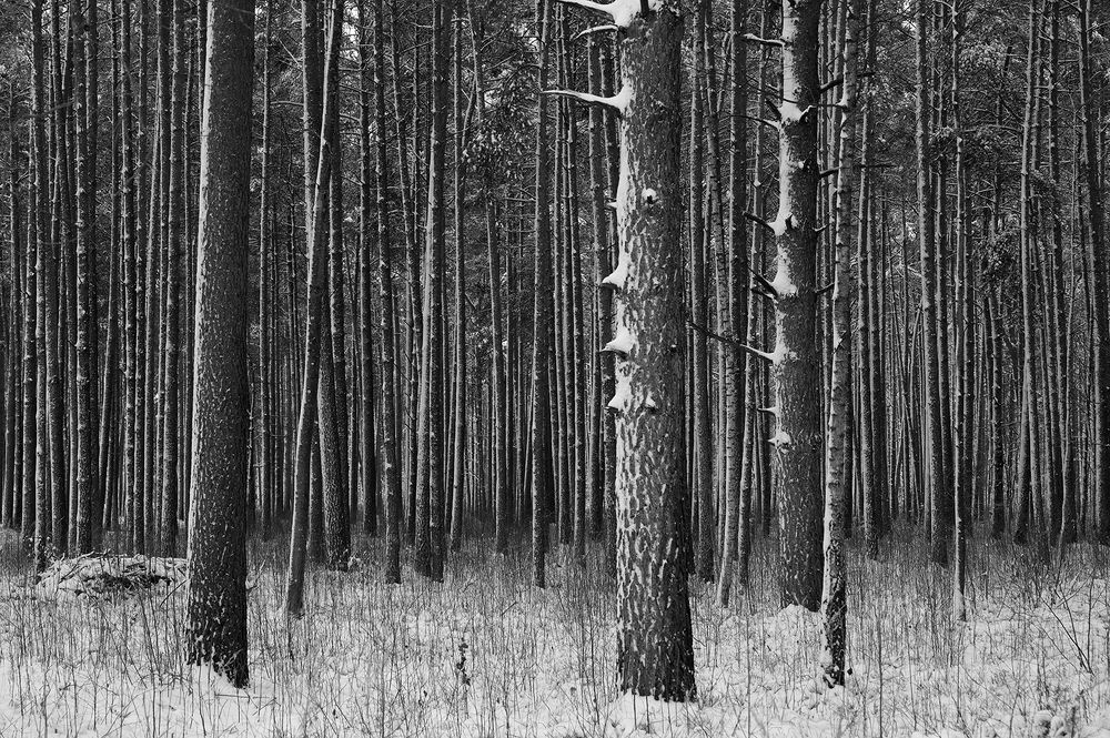 Photograph by Intars Supins