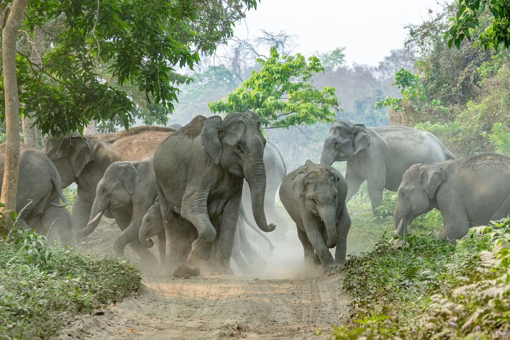 Фотография автора Sunny Saha Pramanick