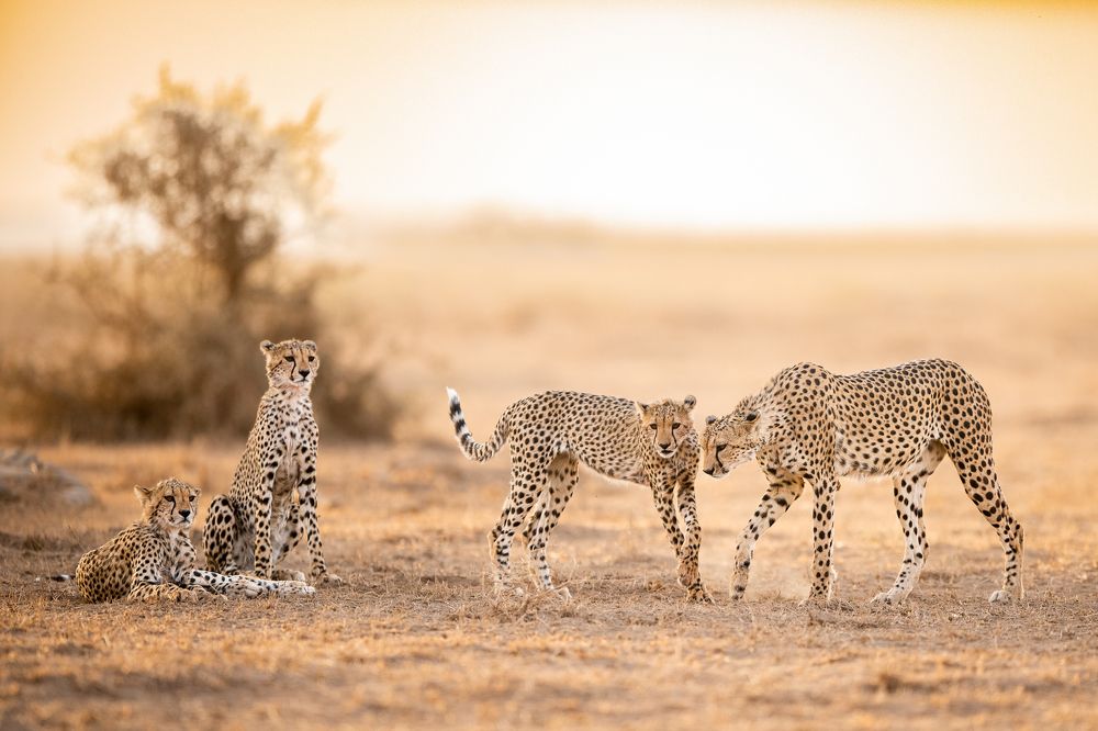 Фотография автора Sunny Saha Pramanick