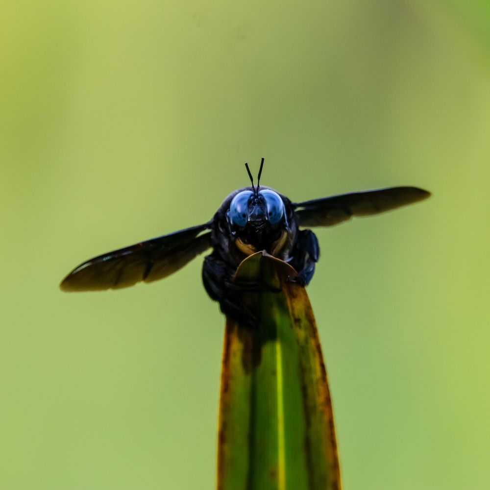 Photograph by Ishara Mewan