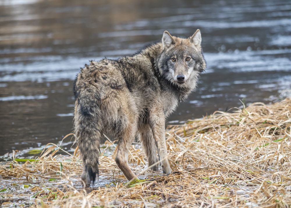 Photograph by Сергей Савчук