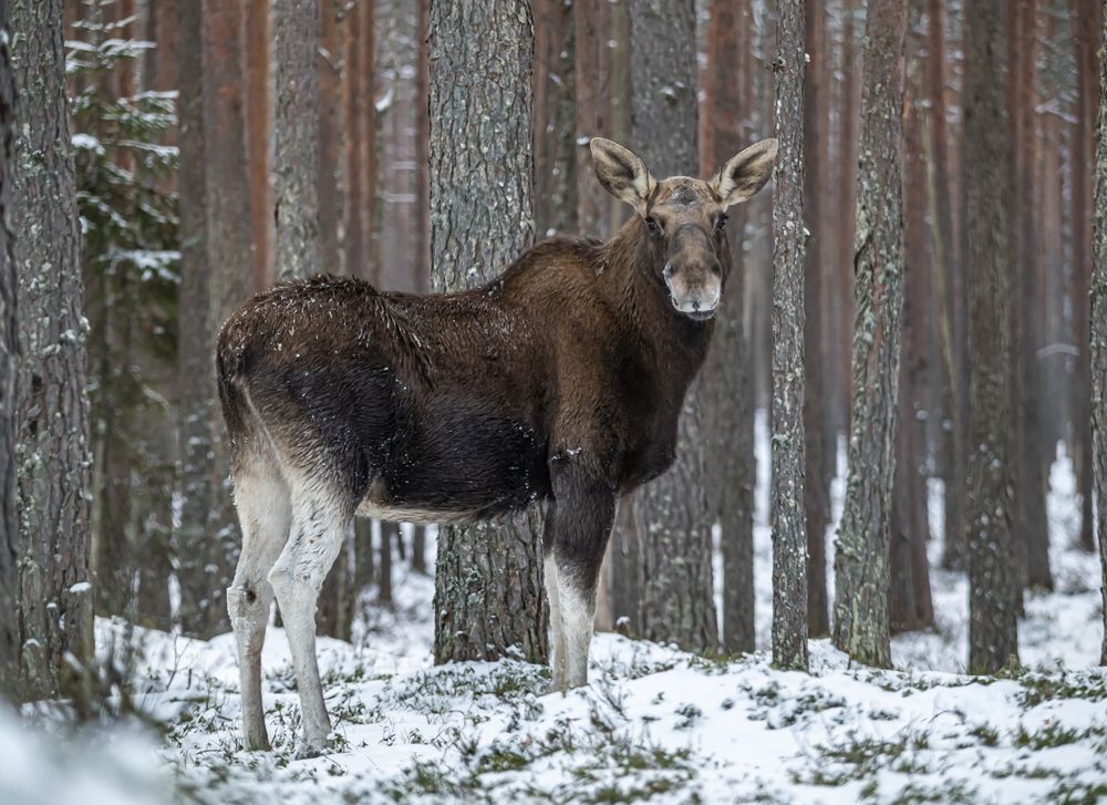 Photograph by Сергей Савчук