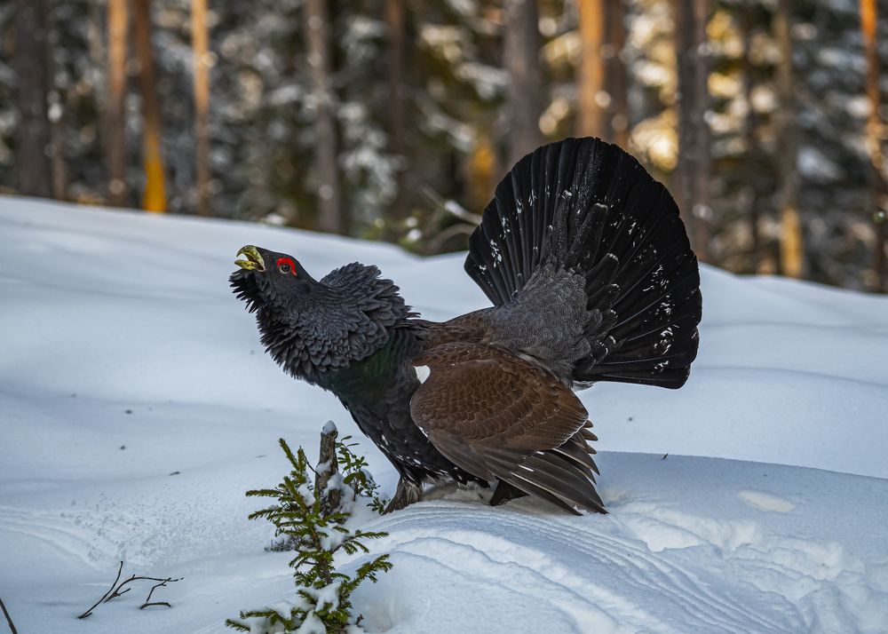 Photograph by Сергей Савчук