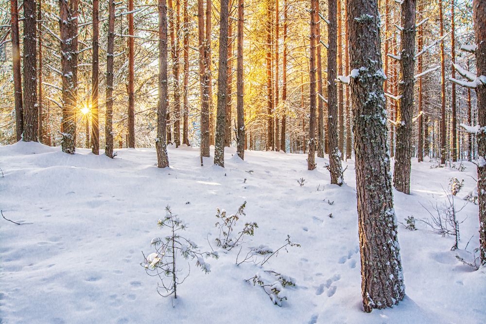 Вологодская зима